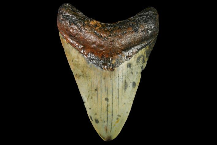 Fossil Megalodon Tooth - North Carolina #166983